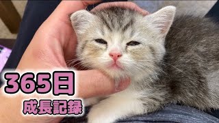 【祝1歳】生まれてから365日のもち様の成長記録！【もちまる日記】