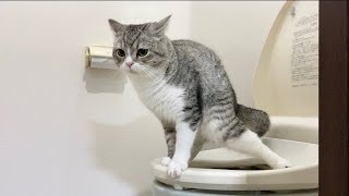 猫が人間用のトイレでうんちするようになりました…笑【もちまる日記】