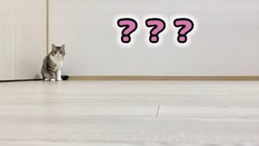 ある日突然、部屋が空っぽになってたときの猫の反応がこちらです…笑【もちまる日記】