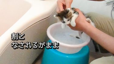 洗面器のお風呂で汚れを落とす子猫（トワ君、初めてのお風呂）【ヤトと小太郎とトワ】