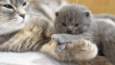 見ていると ついニヤニヤしちゃう赤ちゃん猫とママ猫がかわいすぎた…スコティッシュフォールドつむの子猫の成長記録 cutest kitten and her mother【まんまる猫】つむチャンネル。