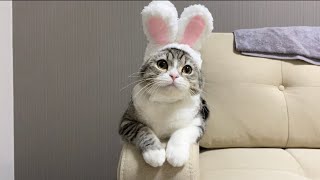 猫なのにうさぎのコスプレでハロウィンおやつをねだってくる猫！【もちまる日記】