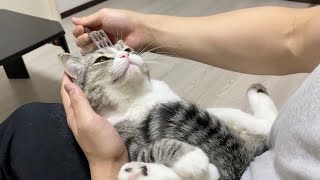 猫をフォークでマッサージすると気持ち良すぎてこうなります…笑【もちまる日記】