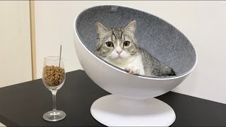 猫にセレブベッドを献上したら寝心地よすぎてこうなった笑【もちまる日記】