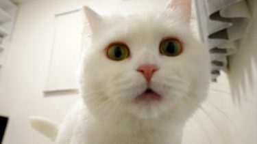 不満があるようで鳴いて訴えてくるモフ猫！【ポムさんとしまちゃん / ねこべや】