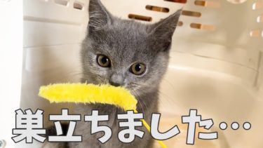 子猫が巣立ちました…【まんまる猫】つむチャンネル。