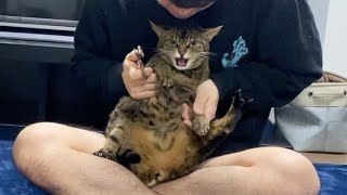 俺がブチギレ凶暴猫の爪を切った結果…【てん動画】