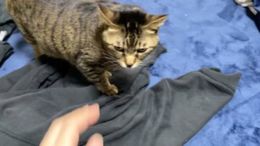 他の猫の匂いがする飼い主にブチギレる凶暴猫…【てん動画】