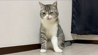 不意に猫吸いされて機嫌を損ねちゃった猫がこちらです…【もちまる日記】