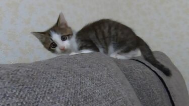 子猫時代と今を比較。1年でここまで成長するのか【ヤトと小太郎とトワ】