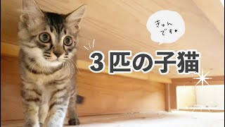 【保護子猫】たわむれる３匹の子猫たち♪♪(ペペタ・モシヲ・コズモ)【hibineco／保護猫シェルター】