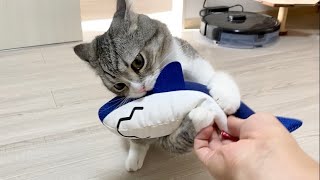 猫に新しい友達を連れてきたら3秒でこうなった W もちまる日記 ねこだらけ