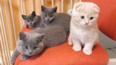 子猫が離脱する理由をお知らせします！スコティッシュフォールドつむの子猫の成長記録 kitten and traveling【まんまる猫】つむチャンネル。