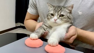 肉球の型をとられて不満げな猫がこちらです…笑【もちまる日記】