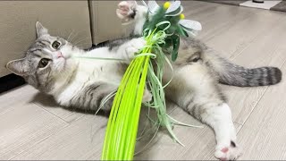 お気に入りの猫じゃらしを大量にあげたらこうなったwww【もちまる日記】