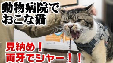 両牙のシャーはこれで見納め！動物病院でおこな猫リキちゃん☆ふてにゃんとニアミス&騒がしい犬にそわそわ☆ゴジラ猫【リキちゃんねる・猫動画】Cat video　キジ白猫のいる暮らし