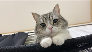 うっかり昼寝しすぎたら猫にこんな顔で見下ろされてました…【もちまる日記】