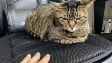 俺の椅子から全然降りないブチギレ凶暴猫がこちら…【てん動画】