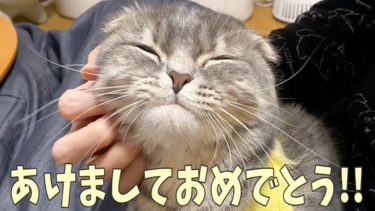 つむ子つむ、新年のご挨拶！【まんまる猫】つむチャンネル。