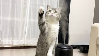 初めて加湿器を見た猫がこうなりましたw【もちまる日記】