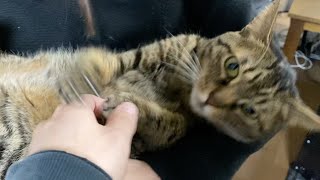 抱っこされている凶暴猫を触った結果…【てん動画】