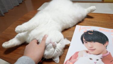 ちゃっかり雑誌に特集されるおもち猫！【ポムさんとしまちゃん / ねこべや】