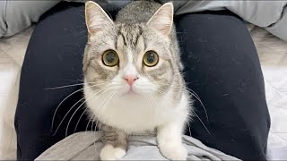 猫がお股に挟まって甘えてくるので困ってます。。【もちまる日記】