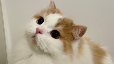お風呂でいじけちゃう猫が可愛いw【猫のレモンちゃんねる】