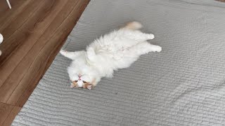 もう我慢の限界です…【猫のレモンちゃんねる】