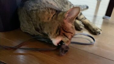 凶暴猫が何かを捕食しました…【てん動画】