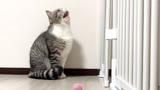 去勢したのに発情期が来て猫の夜鳴きが止まりません…【もちまる日記】