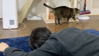 突然飼い主が倒れたときの凶暴猫の反応がこちら…【てん動画】