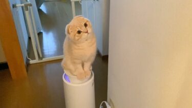 乗って乗られて、乗られて乗って…#Shorts【まんまる猫】つむチャンネル。