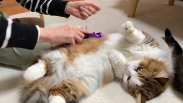 換毛期に5匹の猫をブラッシングすると・・・【ひのき猫】