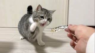 猫に初めて魚を丸ごと1匹あげたら興奮しすぎてこうなったw【もちまる日記】
