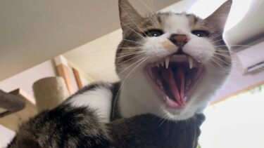 不審者に「ウゥ―、シャー」と威嚇する猫 【ゆずぽんだより】【ひのき猫】