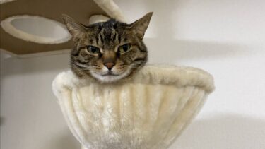 顔だけ出している凶暴猫を安易に触ってしまった結果…【てん動画】
