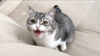 猫が突然、見えない何かに威嚇しだした…w【もちまる日記】