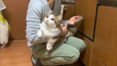 秀吉の猫あるあるを調査してみました【ひのき猫】