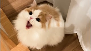 主が忙しいので、友達に甘えはじめた猫が可愛いかったw【猫のレモンちゃんねる】
