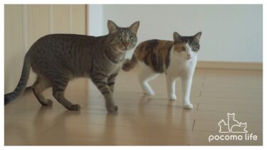 猫と一緒に引っ越しました。そしてチャンネル名が変わります！【ぽてとチャンネル】