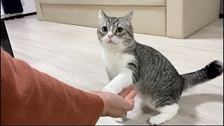 猫が初めて飼い主の友達と会ったらとんでもない事になったw【もちまる日記】