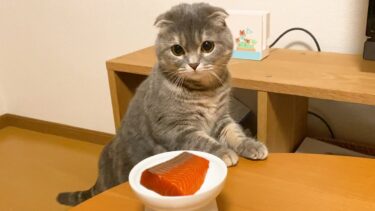 生まれて初めてサーモンを食べた親子猫の反応がこちらです…【まんまる猫】つむチャンネル。