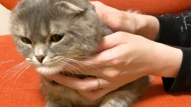 つむに想定外の疑惑が浮上しました…【まんまる猫】つむチャンネル。