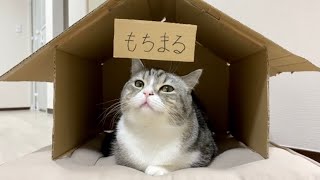 憧れのマイホームを手に入れてドヤってる猫がこちらです笑【もちまる日記】