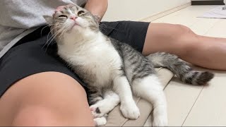 狭い座布団に無理矢理入ってきて甘えてくる猫にやられました…【もちまる日記】