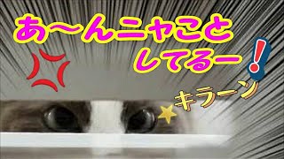 弟猫をかまうと覗きに来る焼きもち焼き太郎 猫コハク君 Ragdoll Cat Kohaku the jealous type,【Chika Cat】