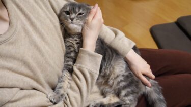 疲れちゃったようです…【まんまる猫】つむチャンネル。