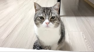 【悲報】ボディーソープを変えたら猫が一緒に寝てくれなくなりました。【もちまる日記】