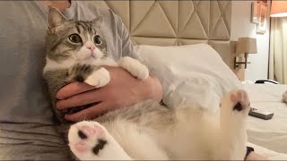 高級ホテルで猫と一緒にする夜更かしは最高です。【もちまる日記】